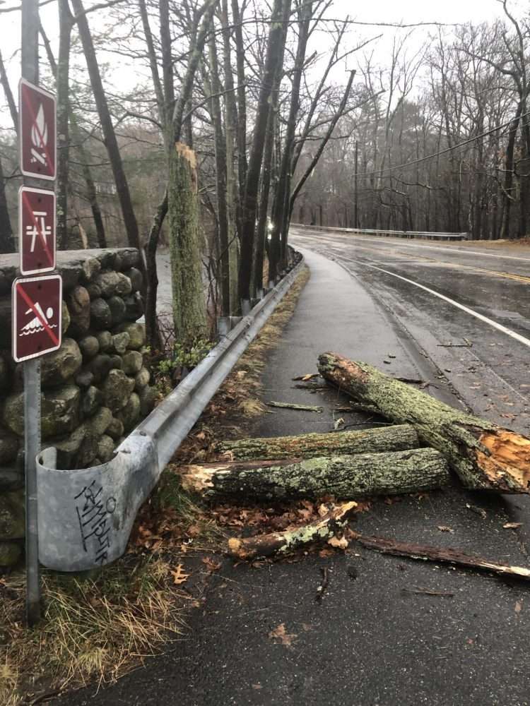 tree storm pond st