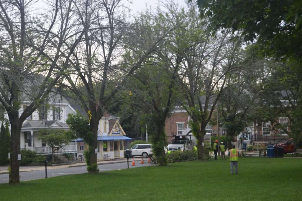 ash trees natick common