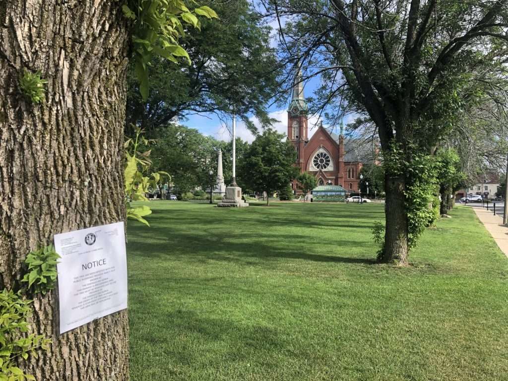 ash trees emerald ash borer natick common
