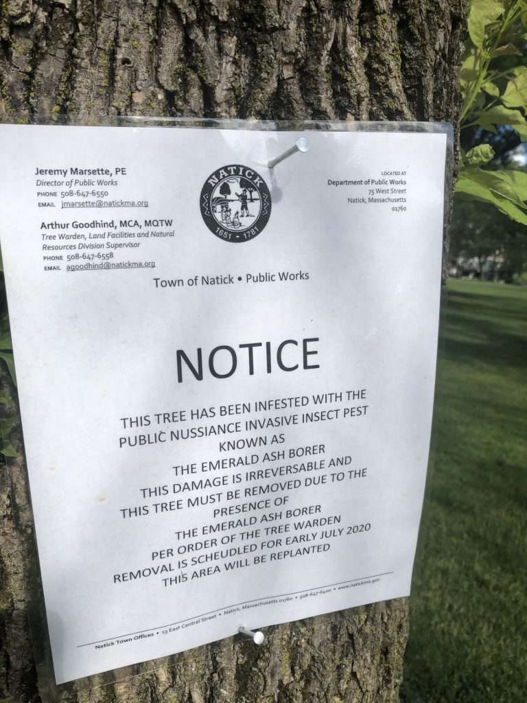 ash trees emerald ash borer natick common