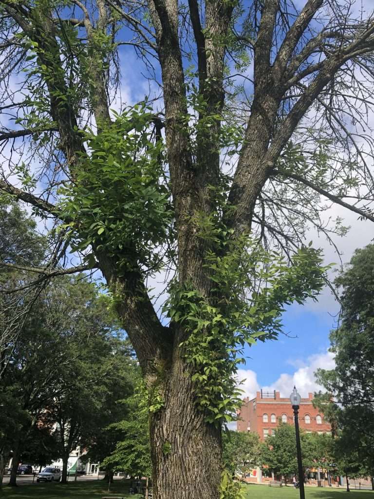ash trees emerald ash borer natick common