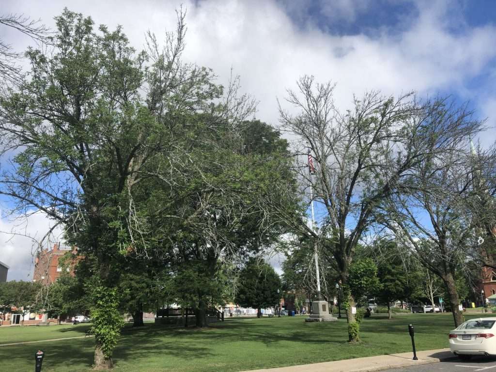 ash trees emerald ash borer natick common