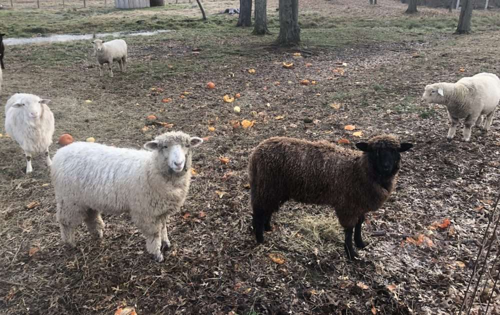 natick community organic farm