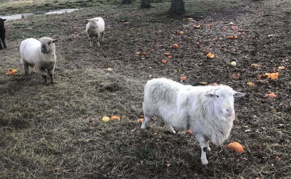 natick community organic farm