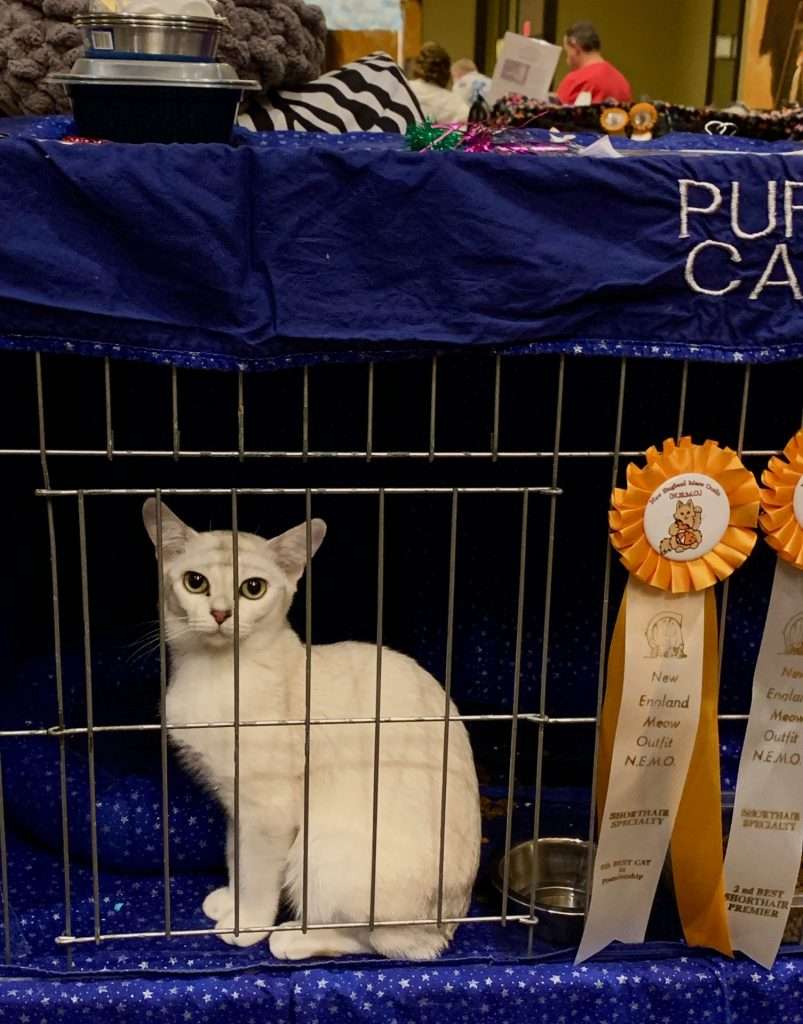 NEMO Cat show, Natick