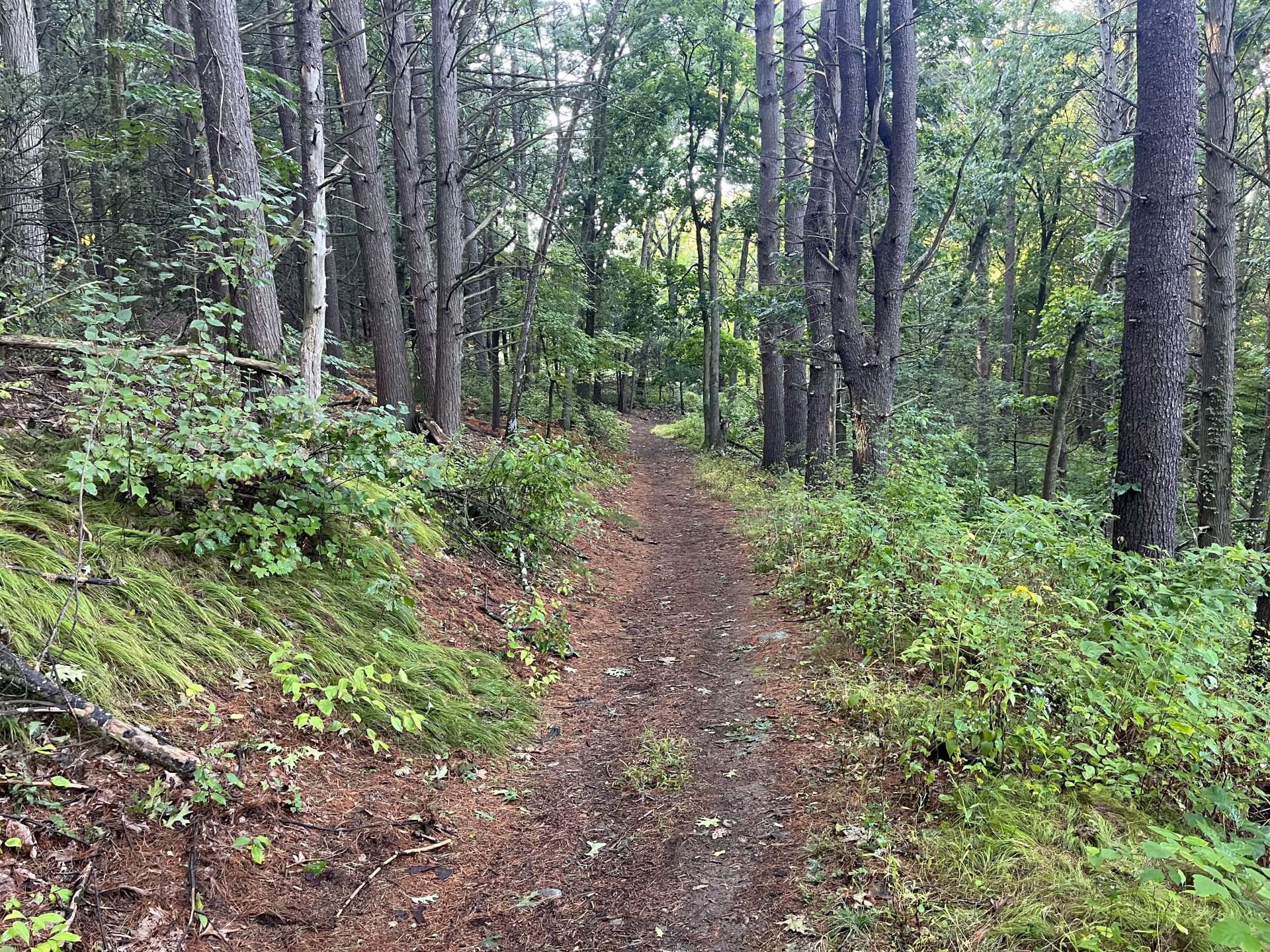 hunnewell town forest blue trail