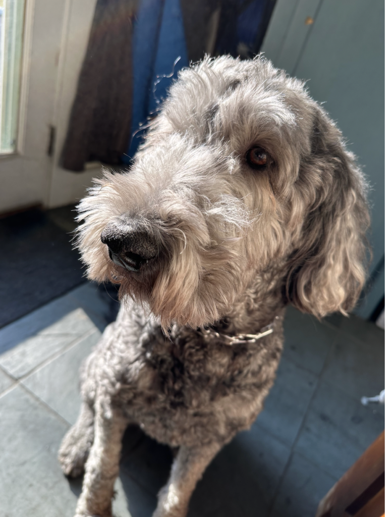 darcy goldendoodle