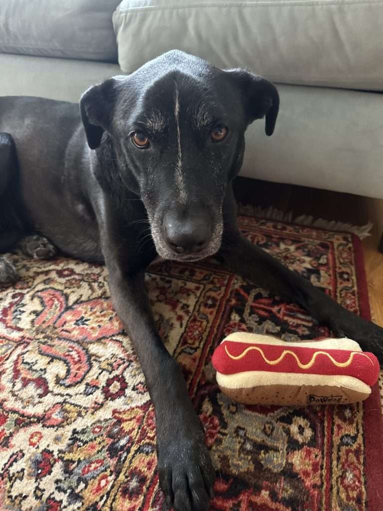 Luna dog
