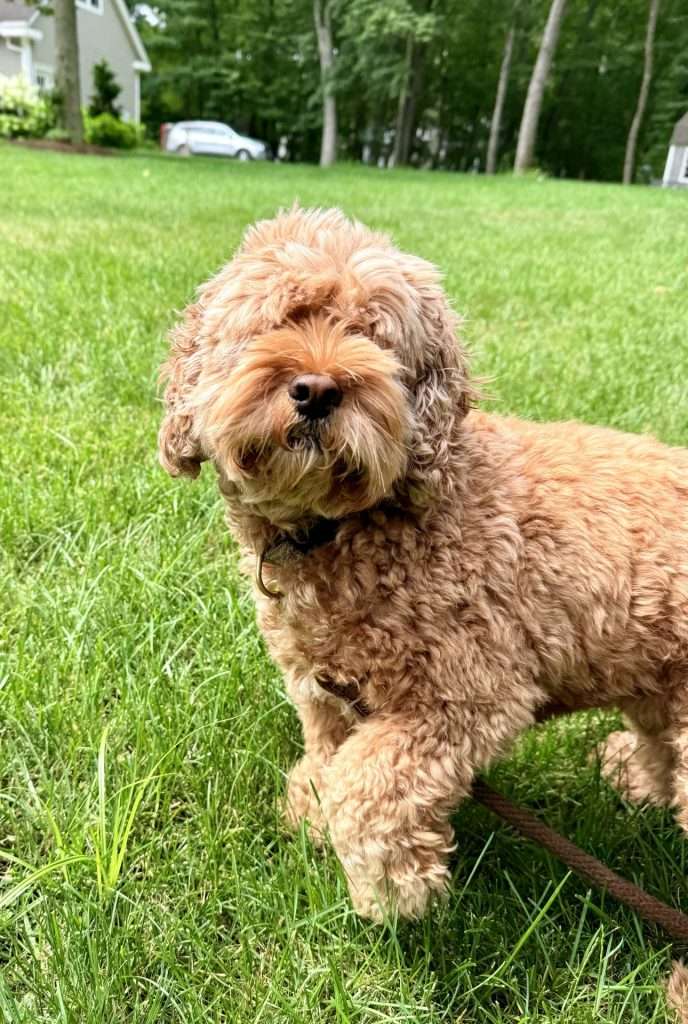 Rosie dog
