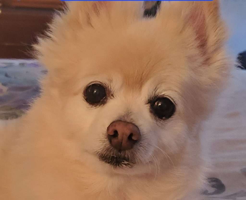 Pomeranian Jake