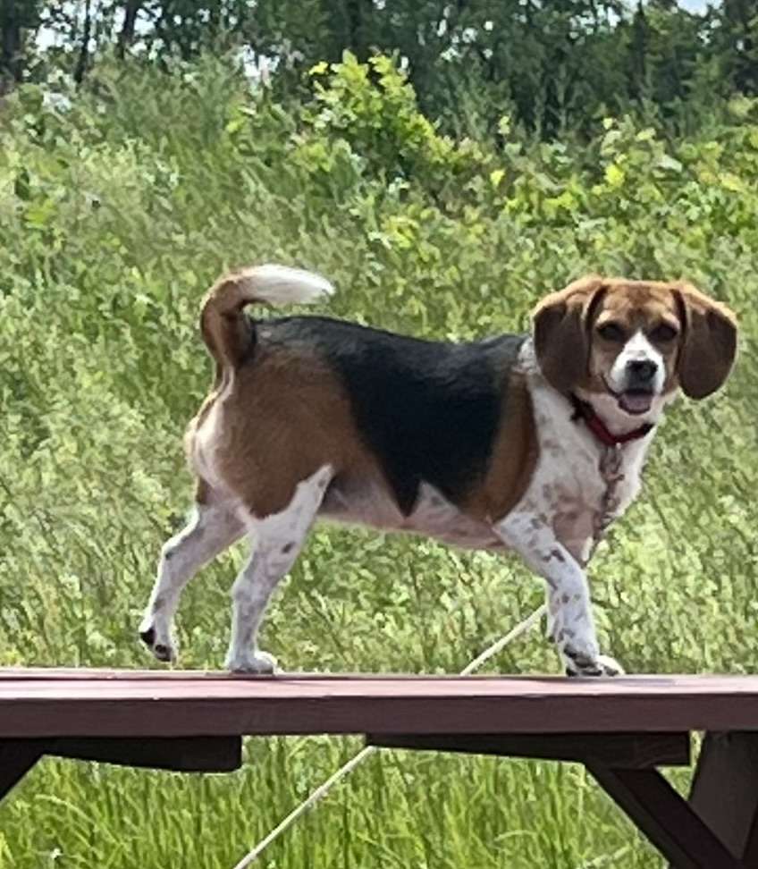 lulu beagle