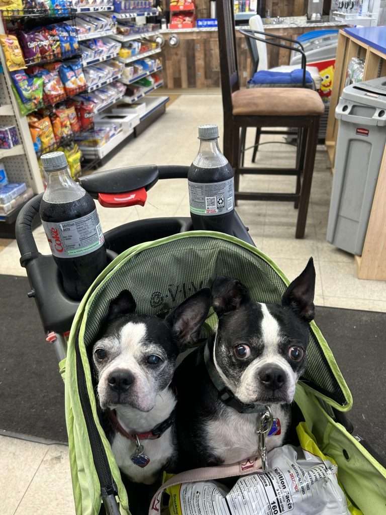 boston terriers