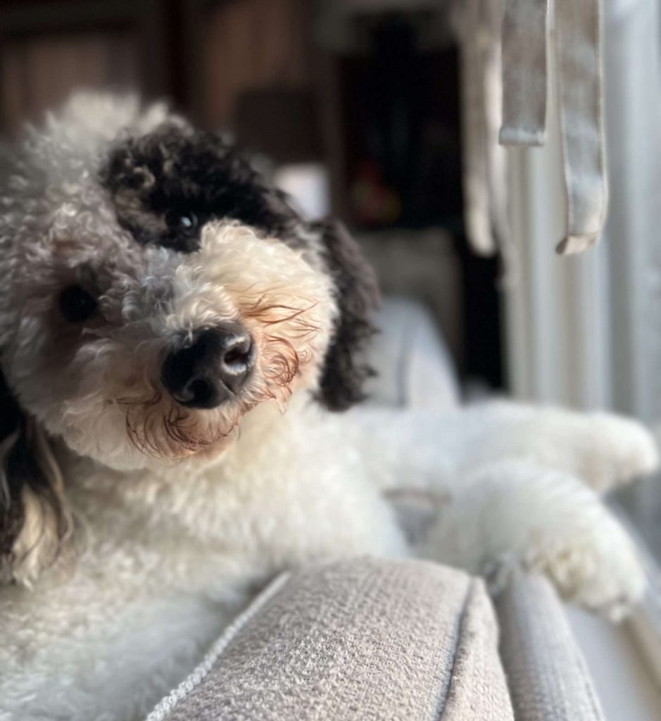whoodle dog named Toast