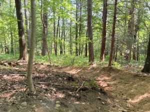 Hunnewell forest bike trail