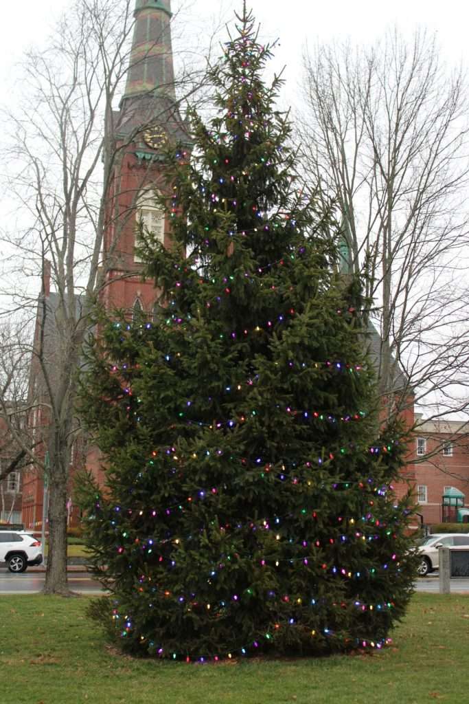 Christmas Tree on Natick Common