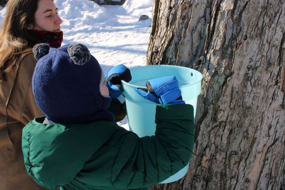 Madison Latiolais of the Natick Community Organic Farm helps place a sap bucket onto one ofthe farm’s sugar maple trees on Feb. 12.