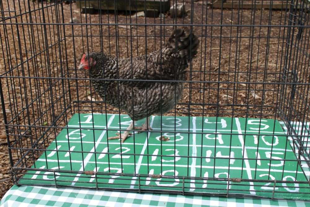 A chicken “picks” a number during the “chicken plop bingo” at the annual Farm Fest at Natick Community Organic Farm on May 10.