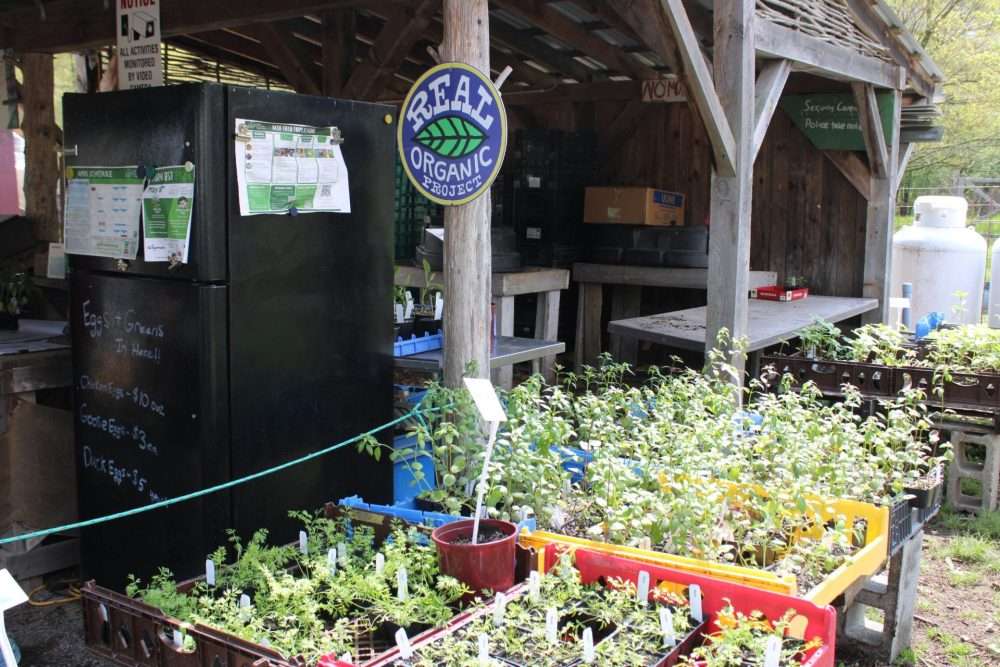 The farm stand was full of seedings, maple syrup and other items at the annual Farm Fest at Natick Community Organic Farm on May 10.