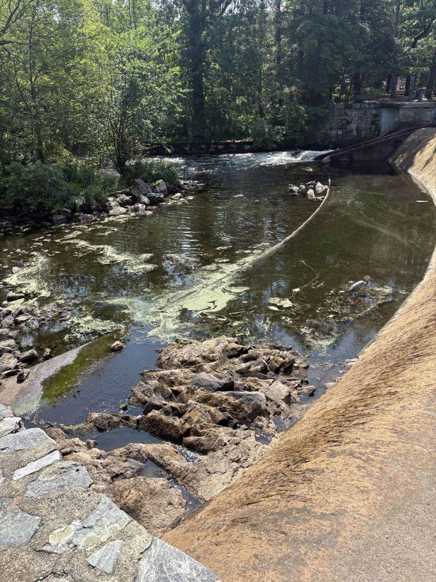 dam removal