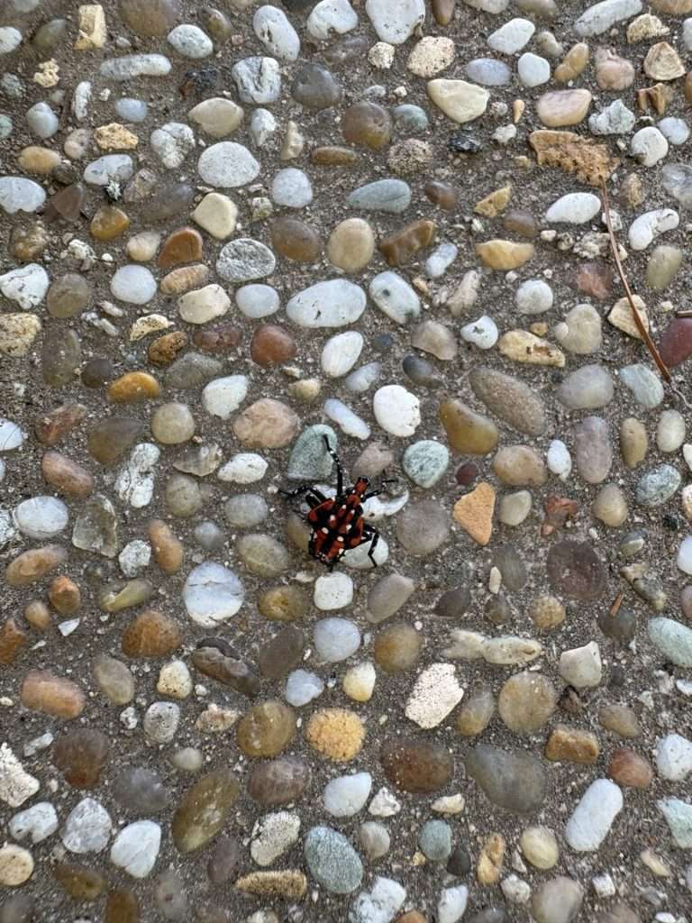 lanternfly