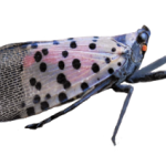 lanternfly