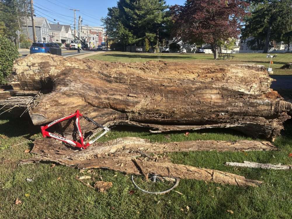 Bike face art tree Coolidge Gardens